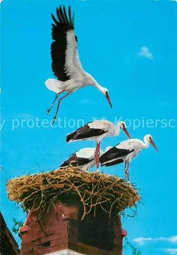 AK / Ansichtskarte Storch Storchenhorst Neusiedlersee Burgenland  Kat. Tiere