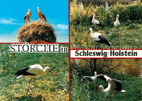 AK / Ansichtskarte Storch Stoerche Schleswig Holstein Kat. Tiere