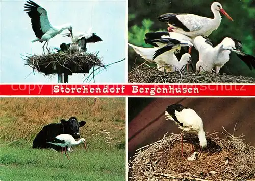 AK / Ansichtskarte Storch Bergenhusen  Kat. Tiere