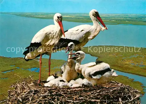 AK / Ansichtskarte Storch Weisse Stoerche Storchennest  Kat. Tiere