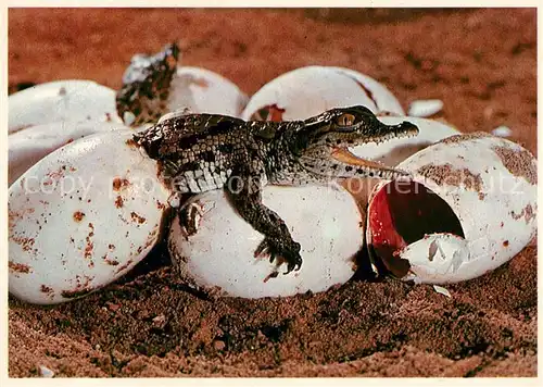 AK / Ansichtskarte Krokodile Baby crocodiles hatching South Africa  Kat. Tiere