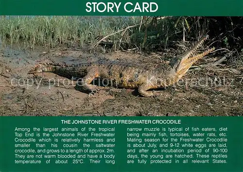 AK / Ansichtskarte Krokodile Johnstone River Freshwater Crocodile  Kat. Tiere