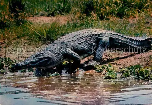 AK / Ansichtskarte Krokodile African Fauna Crocodile  Kat. Tiere