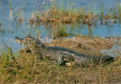 AK / Ansichtskarte Krokodile Jacare Alligator  Kat. Tiere