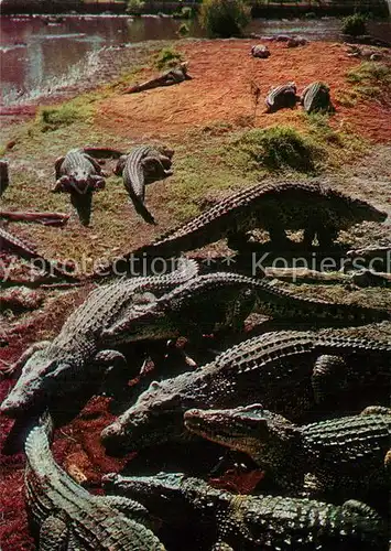 AK / Ansichtskarte Krokodile Criadero de Cocodrilos Cienaga de Zapata Matanzas Kat. Tiere