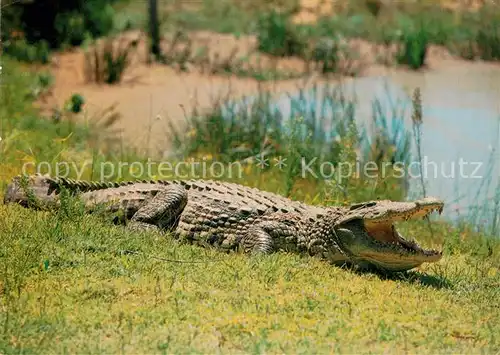 AK / Ansichtskarte Krokodile Nile Crocodile Southern Africa  Kat. Tiere