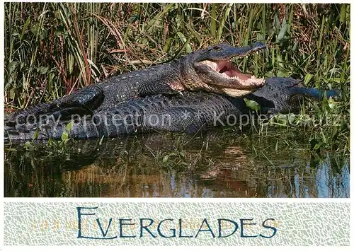 AK / Ansichtskarte Krokodile Everglades American Alligators  Kat. Tiere