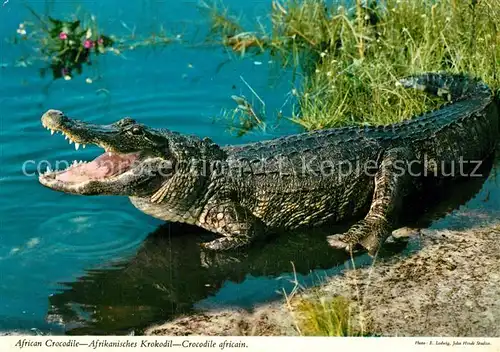 AK / Ansichtskarte Krokodile African Crocodile  Kat. Tiere