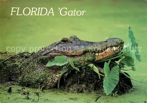 AK / Ansichtskarte Krokodile Florida Alligator  Kat. Tiere