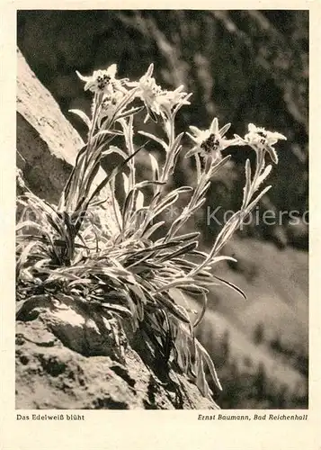 AK / Ansichtskarte Edelweiss  Kat. Pflanzen