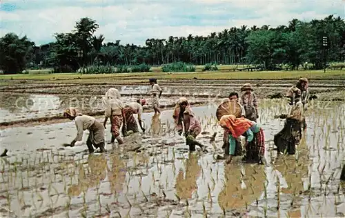AK / Ansichtskarte Malaya Malaysia Planting Rice Kat. Malaysia