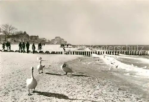 AK / Ansichtskarte Kuehlungsborn Ostseebad Schwan Strand Kat. Kuehlungsborn