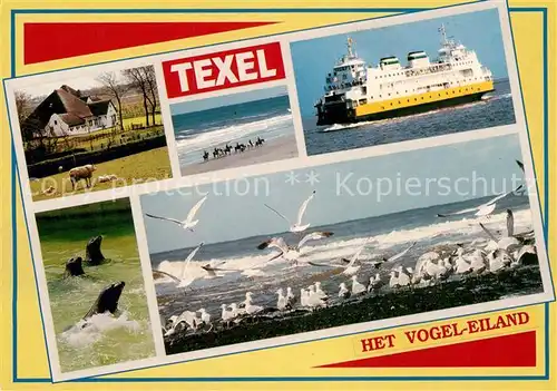 AK / Ansichtskarte Texel Vogel Eiland Strand Fahrgastschiff Moewenschwarm Kat. Niederlande