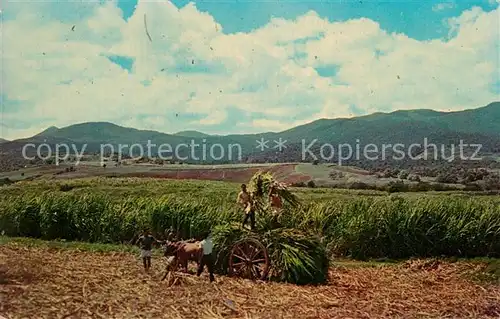 AK / Ansichtskarte Guadeloupe Recolte de la Canne a Sucre Kat. Guadeloupe