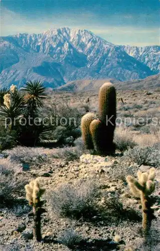 AK / Ansichtskarte Kakteen Cholla and Barrel Cacti California Desert  Kat. Pflanzen