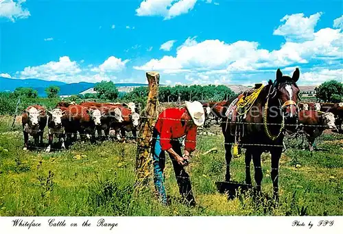 AK / Ansichtskarte Cowboys Pferde Kuehe Whiteface Cattle Range  Kat. Landwirtschaft