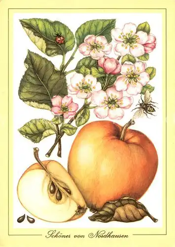 AK / Ansichtskarte Obst Apfel Marienkaefer Zeichnung T. Saelzer  Kat. Lebensmittel