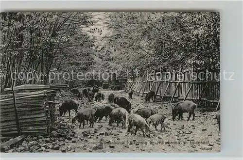 AK / Ansichtskarte Rohrbrunn Wildschweinfuetterung Kat. Weibersbrunn