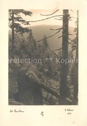 AK / Ansichtskarte Brocken Harz Waldpartie