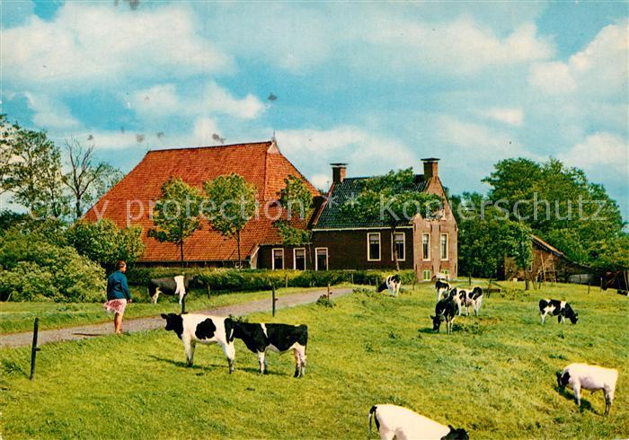 Ak Ansichtskarte Friesland Niederlande Kop Hals Rompboerderij Bauernhof Landwirtschaft Viehweide Kuehe Kat Region Nr Kc Oldthing Ansich