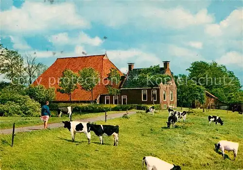 AK / Ansichtskarte Friesland Niederlande Kop Hals Rompboerderij Bauernhof Landwirtschaft Viehweide Kuehe Kat. Region