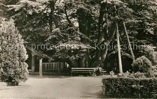 AK / Ansichtskarte Annaberg Buchholz Erzgebirge Auferstehungslinde auf Trinitatisfriedhof Kat. Annaberg