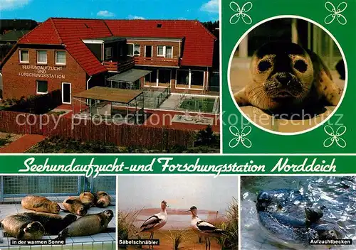 AK / Ansichtskarte Norddeich Ostfriesland Seehundaufzucht Forschungsstation Aufzuchtbecken Saebelschnaebler Kat. Norden