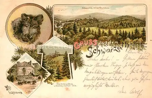 AK / Ansichtskarte Schwarzatal Scwarzburg Wildschwein Wildfuetterung Kat. Rudolstadt