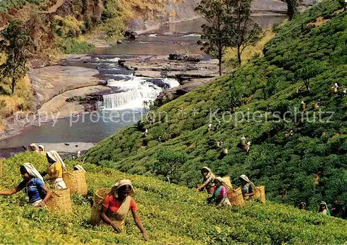 AK / Ansichtskarte Sri Lanka Tea Plantation Tea Pluckers  Kat. Sri Lanka