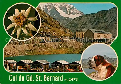 AK / Ansichtskarte Grand Saint Bernard Bernardiner Hund  Kat. 