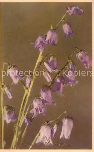 AK / Ansichtskarte Blumen Campanula Barbata Baertige Glockenblume Kat. Pflanzen