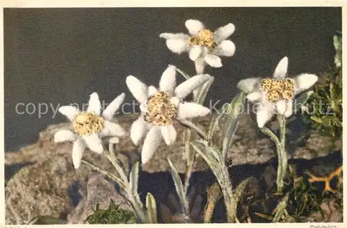 AK / Ansichtskarte Edelweiss Leontopodium alpinum  Kat. Pflanzen