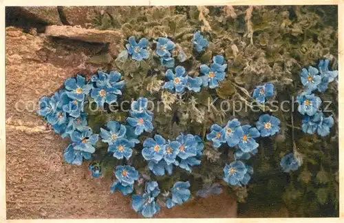 AK / Ansichtskarte Blumen Himmelsherold Eritrichium nanum Kat. Pflanzen