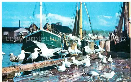 AK / Ansichtskarte Moewen Cape Ann Sea Gulls Feasting on Fish Scraps /  /