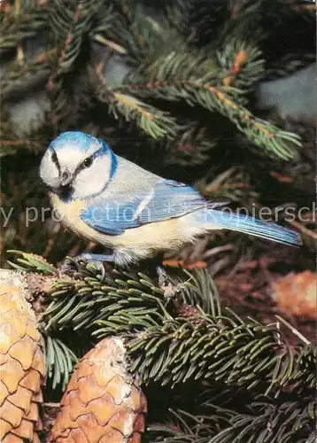 AK / Ansichtskarte Voegel Blaumeise  Kat. Tiere