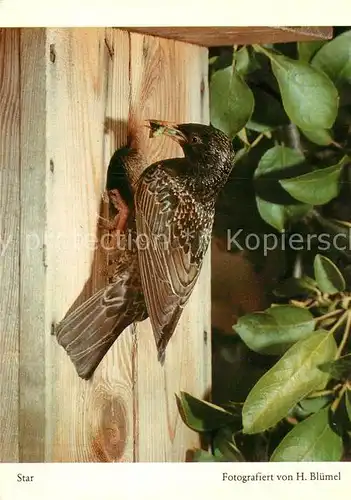 AK / Ansichtskarte Voegel Star  Kat. Tiere