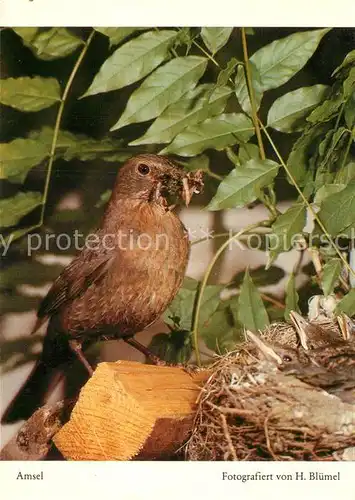 AK / Ansichtskarte Voegel Amsel Kat. Tiere