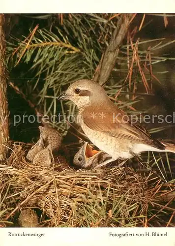 AK / Ansichtskarte Voegel Rotrueckenwuerger Kat. Tiere