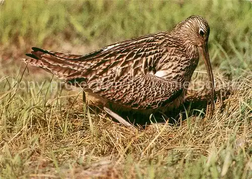 AK / Ansichtskarte Voegel Brachvogel am Gelege Kat. Tiere