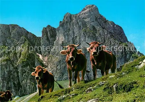 AK / Ansichtskarte Kuehe Alpvieh Allgaeu Kat. Tiere