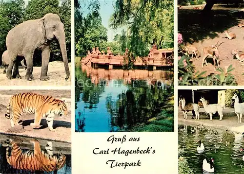 AK / Ansichtskarte Hagenbeck Tierpark Hamburg Stellingen Elefant Tiger Lama  Kat. Tiere