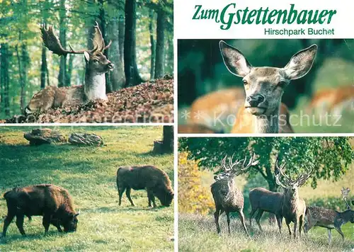 AK / Ansichtskarte Hirsch Zum Gstettenbauer Hirschpark Buchet  Kat. Tiere