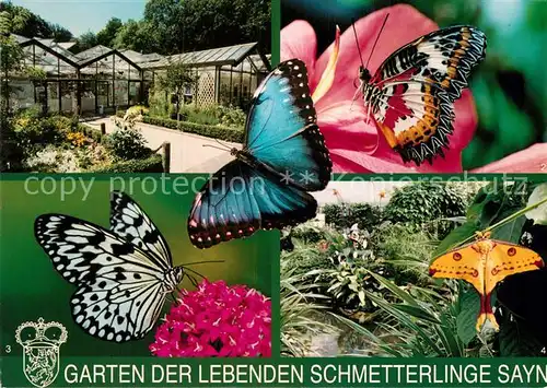 AK / Ansichtskarte Schmetterlinge Garten der lebenden Schmetterlinge Sayn Spitzenfluegel Kometenfalter  Kat. Tiere