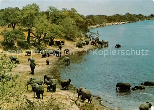 AK / Ansichtskarte Elefant Kruger National Park Addo Cape  Kat. Tiere