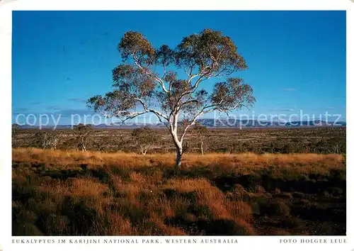 AK / Ansichtskarte Baeume Trees Eukalyptus Karijini National Park Western Australia Kat. Pflanzen