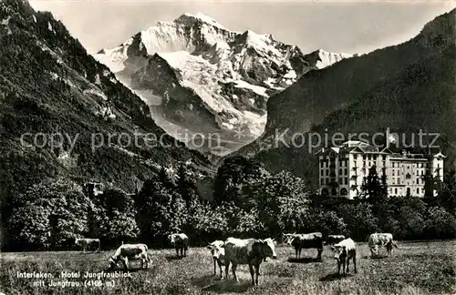 AK / Ansichtskarte Interlaken BE Hotel Jungfraublick mit Jungfrau Berner Alpen Kuehe Kat. Interlaken