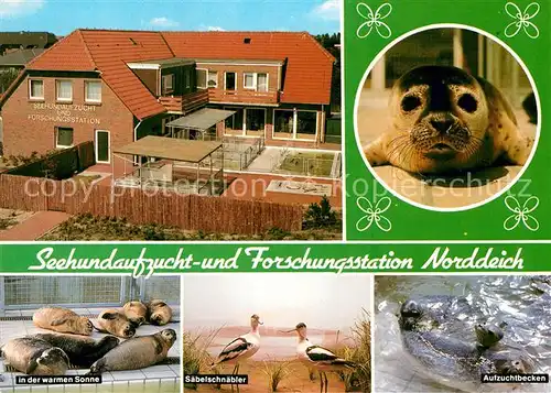 AK / Ansichtskarte Norddeich Ostfriesland Seehundaufzucht  und Forschungsstation Seehund Saebelschnaebler Kat. Norden