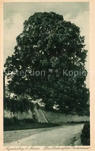 AK / Ansichtskarte Nossen Augustusberg Linde auf der Gartenmauer Kat. Nossen