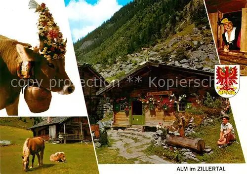 AK / Ansichtskarte Zillertal Tirol Alm im Zillertal Haflinger Geschmueckte Kuh