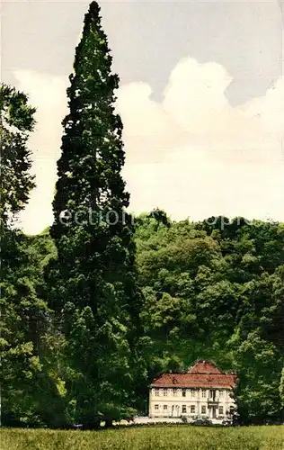 Auerbach Bergstrasse Herrenhaus im Fuerstenlager mit Mammutbaum Kat. Bensheim